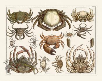 Seba B2 018 Crabs